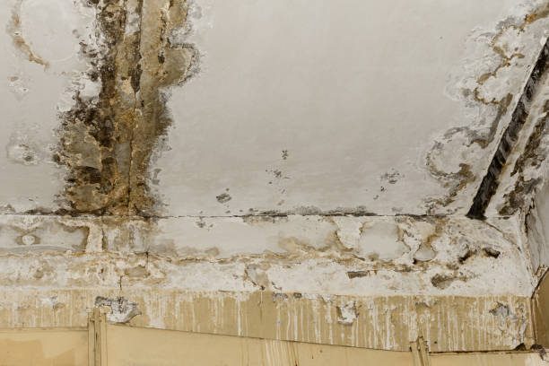 Reliable Kerrville, TX Mold Removal Solutions