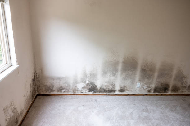 Best Asbestos and Lead Testing During Mold Inspection  in Kerrville, TX